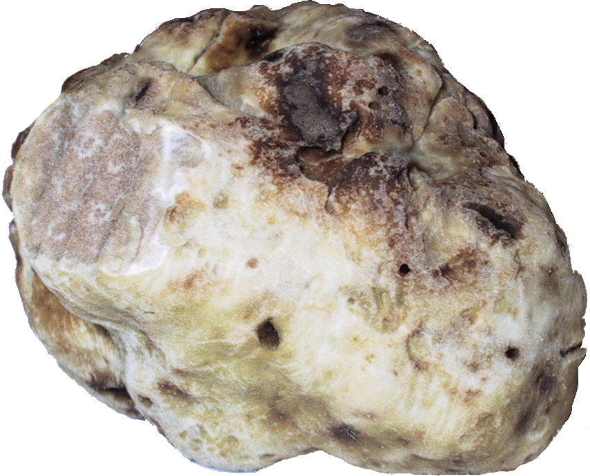 Fresh white truffle, washed and cut, typical of Istrian cuisine